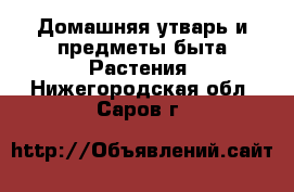 Домашняя утварь и предметы быта Растения. Нижегородская обл.,Саров г.